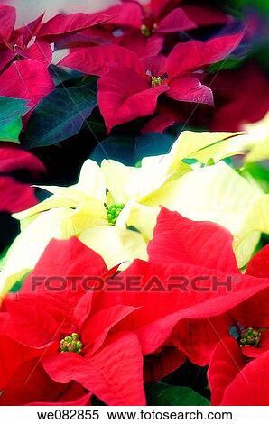Poinsettia. Euphorbia pulcherrima. December 2007. Maryland, USA. View Large Photo Image Stock Photography - Poinsettia. Euphorbia pulcherrima. December 2007. Maryland, USA.. Fotosearch