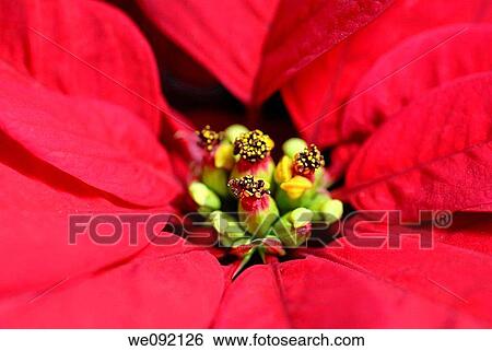 Poinsettia plant euphorbia pulcherrima close up of flower View Large Photo Image Stock Photograph - Poinsettia plant euphorbia pulcherrima close up of flower. Fotosearch