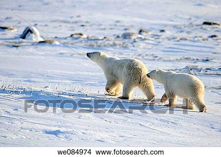 Polar bear Ursus maritimus Mother and cub View Large Photo Image Picture - Polar bear Ursus maritimus Mother and cub. Fotosearch