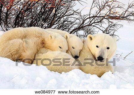 Polar bear Ursus maritimus Mother and cubs View Large Photo Image Stock Photo - Polar bear Ursus maritimus Mother and cubs. Fotosearch