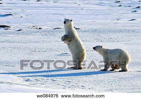 Polar bear Ursus maritimus Mother and cub View Large Photo Image Stock Photograph - Polar bear Ursus maritimus Mother and cub. Fotosearch