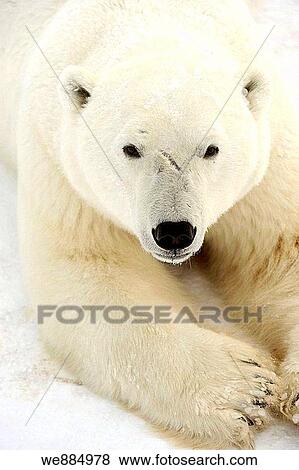 Polar bear Ursus maritimus View Large Photo Image Stock Photo - Polar bear Ursus maritimus. Fotosearch