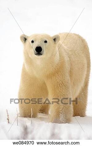 Stock Image - Polar bear (Ursus maritimus) walking along Hudson Bay coastline. Fotosearch