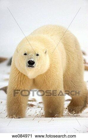 Polar bear Ursus maritimus walking along Hudson Bay coastline View Large Photo Image Stock Image - Polar bear Ursus maritimus walking along Hudson Bay coastline. Fotosearch