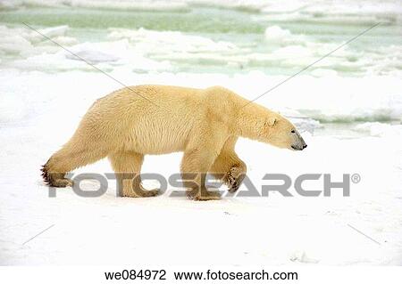 Stock Image - Polar bear Ursus maritimus walking along Hudson Bay coastline. Fotosearch