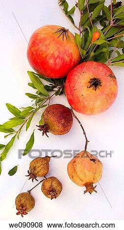Stock Photo - Pomegranates. Fotosearch