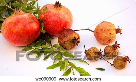 Pomegranates View Large Photo Image Stock Photo - Pomegranates. Fotosearch