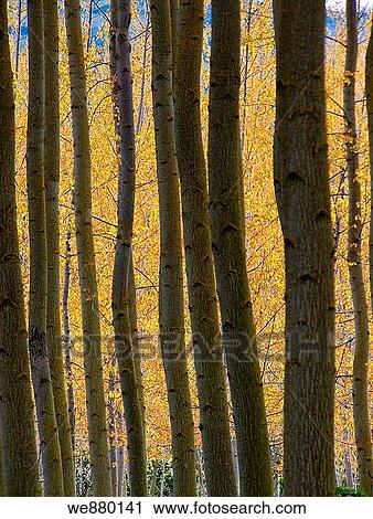 Poplar wood. La Rioja, Spain View Large Photo Image Stock Image - Poplar wood. La Rioja, Spain. Fotosearch