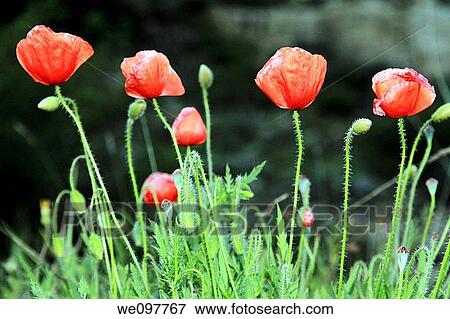 Poppies Spring scenery Gudar mountains Teruel province Aragon Spain View Large Photo Image Stock Photo - Poppies Spring scenery Gudar mountains Teruel province Aragon Spain. Fotosearch