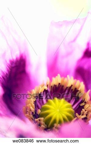 Poppy Flower Close-up. Papaver somniferum View Large Photo Image Stock Photograph - Poppy Flower Close-up. Papaver somniferum. Fotosearch