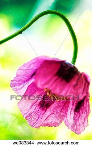 Poppy Flower. Papaver somniferum. View Large Photo Image Picture - Poppy Flower. Papaver somniferum.. Fotosearch