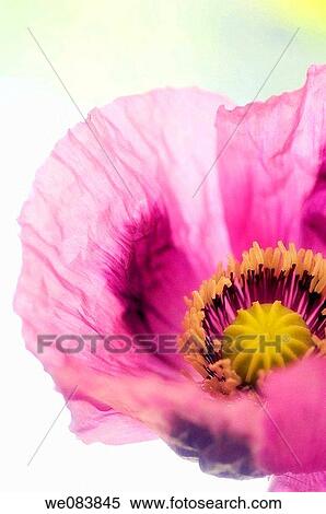 Poppy Flower. Papaver somniferum. View Large Photo Image Stock Photography - Poppy Flower. Papaver somniferum.. Fotosearch