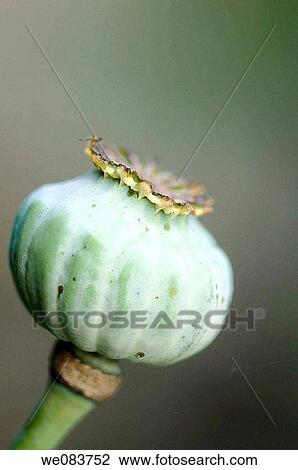 Poppy Seed Head. Papaver somniferum var paeoniflorum. View Large Photo Image Stock Image - Poppy Seed Head. Papaver somniferum var paeoniflorum.. Fotosearch