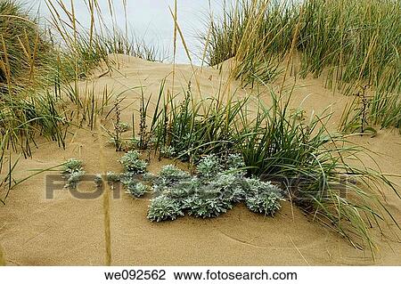 Stock Image - Port Hood Day Park, Port Hood, Cape Breton Island, Nova Scotia, Canada. Fotosearch