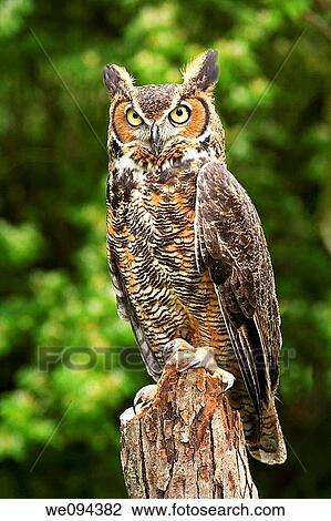Stock Image - Portrait of a great horned Owl Bubo viriginianus. Fotosearch