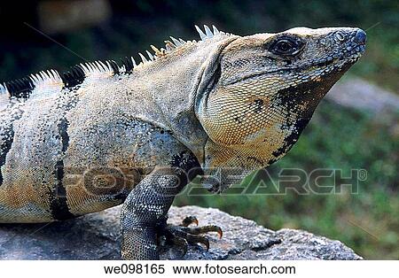 Portrait of an iguana View Large Photo Image Stock Photography - Portrait of an iguana. Fotosearch