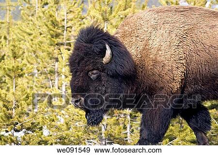 Portrait of bull bison against Lodgepole pines in Yellowstone National Park View Large Photo Image Stock Photo - Portrait of bull bison against Lodgepole pines in Yellowstone National Park. Fotosearch