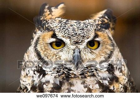 portrait of great horned owl View Large Photo Image Picture - portrait of great horned owl. Fotosearch