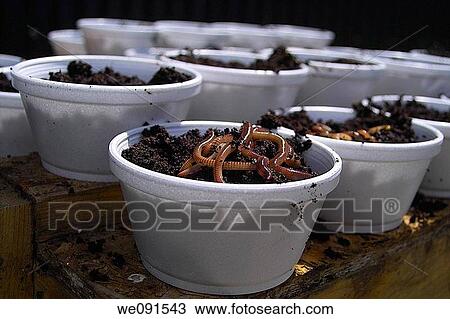 Stock Image - Potted Worms. Fotosearch