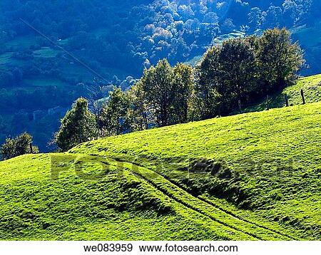 Prairie in The Gandara, Cantabria. Spain. View Large Photo Image Stock Photo - Prairie in The Gandara, Cantabria. Spain.. Fotosearch