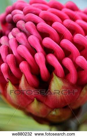 Protea flower, close_up. Hawaii, Maui, USA View Large Photo Image Stock Image - Protea flower, close_up. Hawaii, Maui, USA. Fotosearch