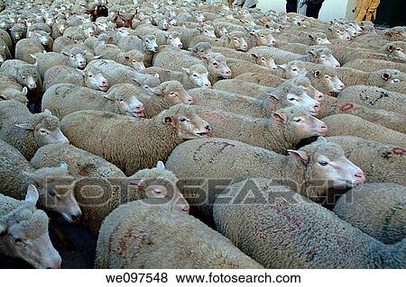 Stock Photo - Provence Istres Sheep Herd In The Street During A Parade Before Christmas. Fotosearch