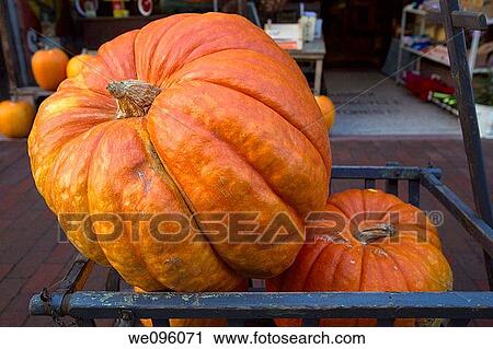 Pumpkins for Sale, Lewes, England View Large Photo Image Stock Image - Pumpkins for Sale, Lewes, England. Fotosearch