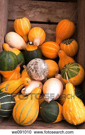 Pumpkins in wooden crate, overhead view View Large Photo Image Stock Image - Pumpkins in wooden crate, overhead view. Fotosearch