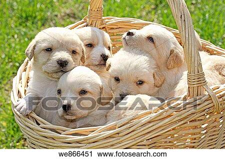 Puppies in a basket View Large Photo Image Stock Image - Puppies in a basket. Fotosearch
