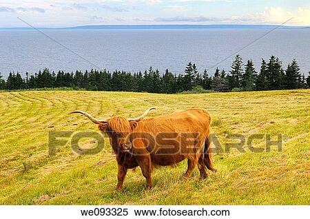 Purebred Highland Cattle cow at Iona Cape Breton with Bras dOr Lake View Large Photo Image Stock Photography - Purebred Highland Cattle cow at Iona Cape Breton with Bras dOr Lake. Fotosearch