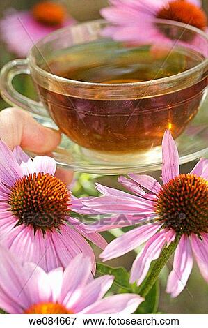 Purple coneflower (Echinacea purpurea) infusion View Large Photo Image Stock Photo - Purple coneflower (Echinacea purpurea) infusion. Fotosearch