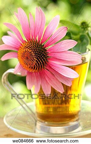 Purple coneflower (Echinacea purpurea) infusion View Large Photo Image Stock Photograph - Purple coneflower (Echinacea purpurea) infusion. Fotosearch