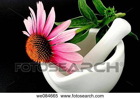 Purple coneflower (Echinacea purpurea) and mortar View Large Photo Image Stock Photography - Purple coneflower (Echinacea purpurea) and mortar. Fotosearch