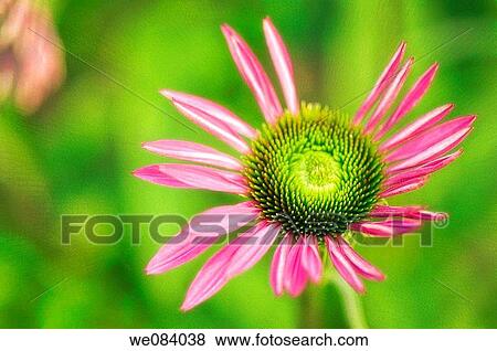Purple Coneflower with Green Center Unfolding. Echinacea purpurea Green Eyes View Large Photo Image Stock Photo - Purple Coneflower with Green Center Unfolding. Echinacea purpurea Green Eyes. Fotosearch