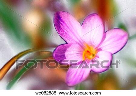 Purple Crocus Close-up. Crocus tommasinianus. March 2007. Maryland, USA. View Large Photo Image Stock Photo - Purple Crocus Close-up. Crocus tommasinianus. March 2007. Maryland, USA.. Fotosearch