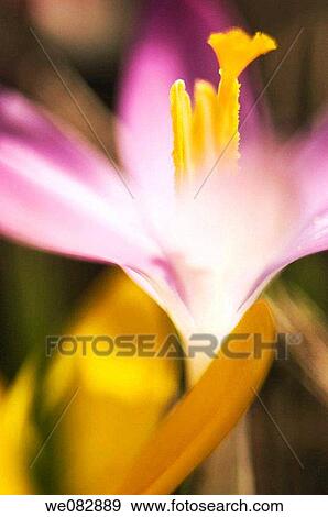 Purple Crocus Close-up. Crocus tommasinianus. March 2007. Maryland, USA. View Large Photo Image Stock Photo - Purple Crocus Close-up. Crocus tommasinianus. March 2007. Maryland, USA.. Fotosearch