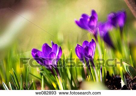 Purple Crocuses in Bloom. Crocus vernus. March 2007, Maryland, USA View Large Photo Image Stock Image - Purple Crocuses in Bloom. Crocus vernus. March 2007, Maryland, USA. Fotosearch