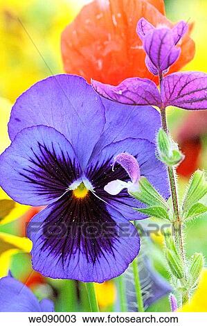 Purple dogface pansy with red poppy against a background of yellow pansies in a garden View Large Photo Image Stock Image - Purple dogface pansy with red poppy against a background of yellow pansies in a garden. Fotosearch