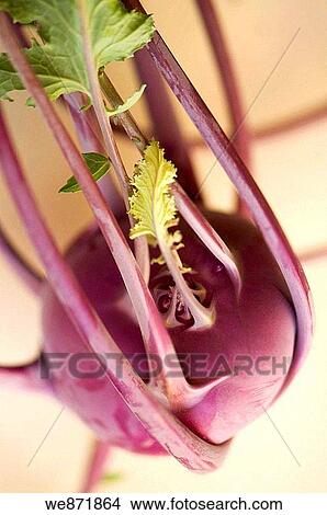 Purple Kohlrabi. Brassica oleracea June 2008 Maryland, USA View Large Photo Image Picture - Purple Kohlrabi. Brassica oleracea June 2008 Maryland, USA. Fotosearch