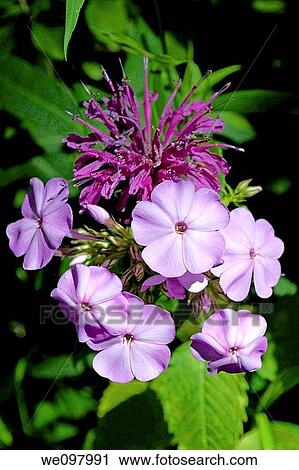 Purple Monarda with Purple Phlox View Large Photo Image Stock Image - Purple Monarda with Purple Phlox. Fotosearch