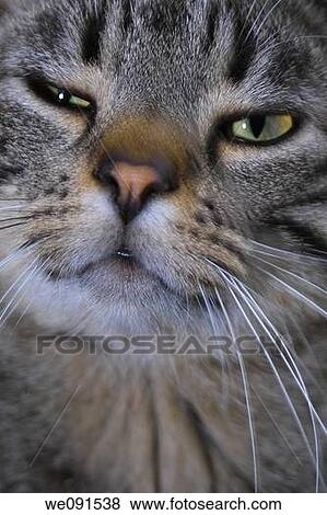 Purrrr!! A close-up of a cats face. View Large Photo Image Stock Photo - Purrrr!! A close-up of a cats face.. Fotosearch