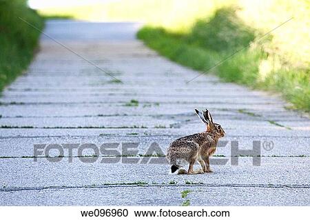 rabbit Lepus europaeus View Large Photo Image Stock Image - rabbit Lepus europaeus. Fotosearch