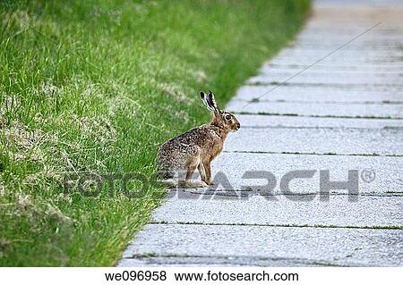 rabbit Lepus europaeus View Large Photo Image Stock Photo - rabbit Lepus europaeus. Fotosearch