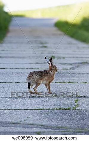 rabbit Lepus europaeus View Large Photo Image Stock Photo - rabbit Lepus europaeus. Fotosearch
