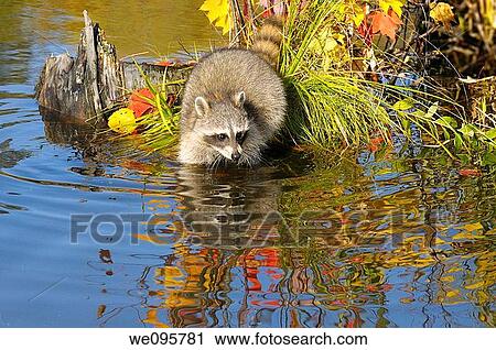 Stock Image - Raccoon wading into flood water near a small island of grass and maple saplings in the Fall. Fotosearch