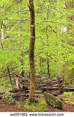 Rail Fence at Alfred Reagan Place, Great Smoky Mtns Nat Park, TN, USA View Large Photo Image Stock Image - Rail Fence at Alfred Reagan Place, Great Smoky Mtns Nat Park, TN, USA. Fotosearch
