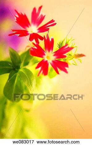 Red Annual Phox Duo (Phlox drummondii) View Large Photo Image Stock Photo - Red Annual Phox Duo (Phlox drummondii). Fotosearch