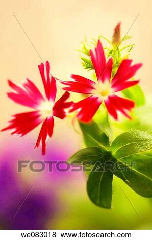 Red Annual Phox Duo (Phlox drummondii) View Large Photo Image Stock Photo - Red Annual Phox Duo (Phlox drummondii). Fotosearch