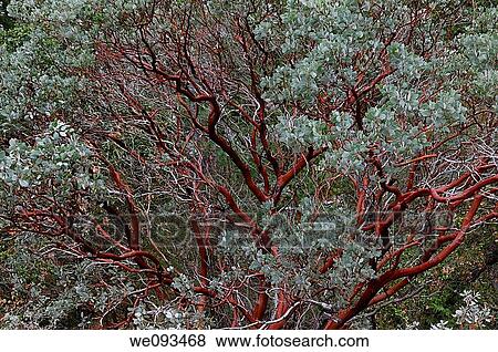 Red bark of the evergreen Manzanita tree in Yosemite National Park in winter View Large Photo Image Stock Photo - Red bark of the evergreen Manzanita tree in Yosemite National Park in winter. Fotosearch