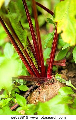 Stock Photography - Red Beets Growing. Beta vulgaris.. Fotosearch